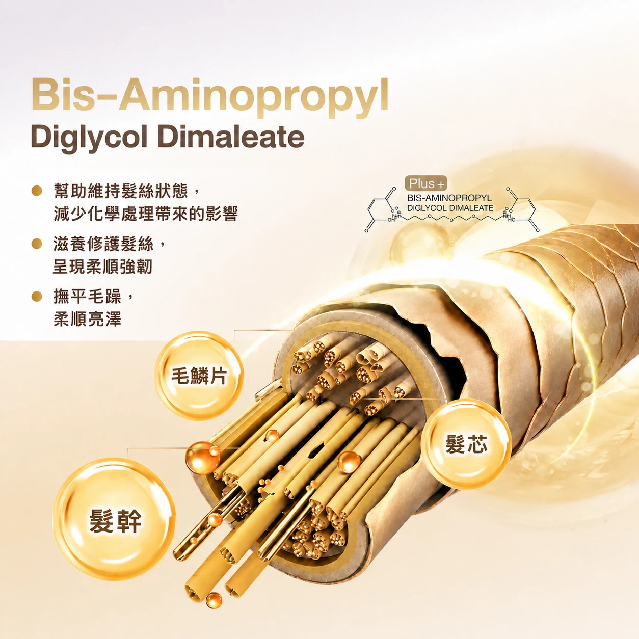 Bis-Aminopropyl Diglycol Dimaleate 與髮絲結構概念示意圖